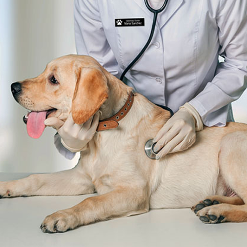 comprar diploma de veterinaria